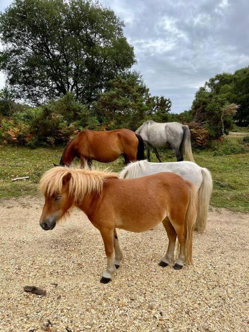 Beach Home With Garden, Close To New Forest ボーンマス エクステリア 写真